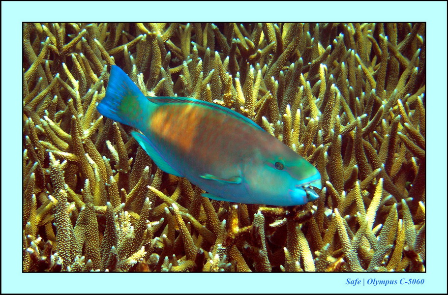 2005 - 08 - Redang  - 167.JPG